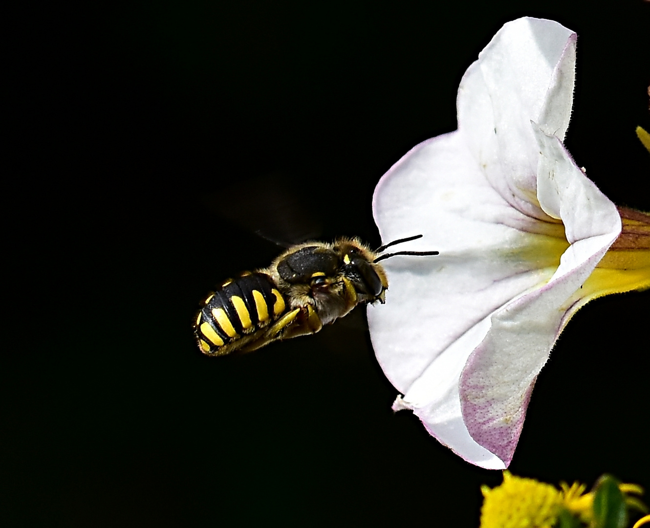 Garten Wollbiene im Landeanflug auf eine Petunienblüte