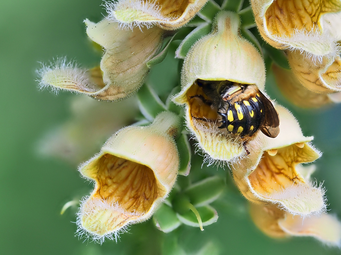 Garten-Wollbiene schläft im Wolligen Fingerhut