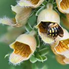 Garten-Wollbiene schläft im Wolligen Fingerhut