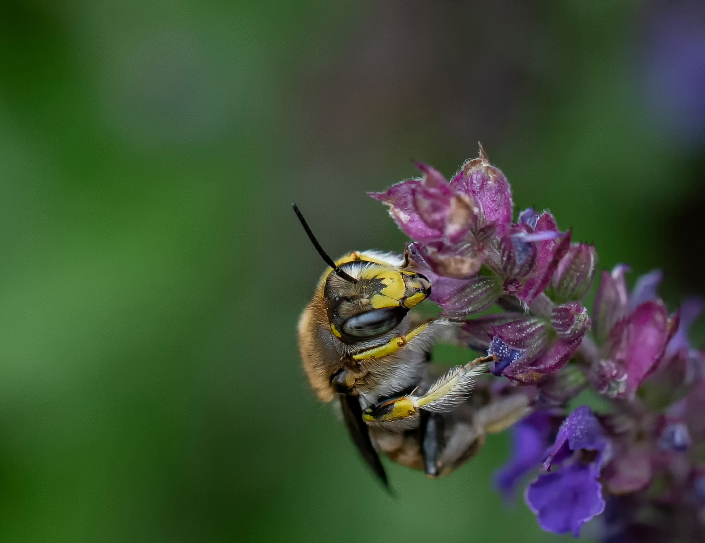 Garten Wollbiene (weiblich?)