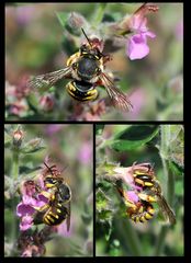 Garten-Wollbienen  (Anthidium manicatum)