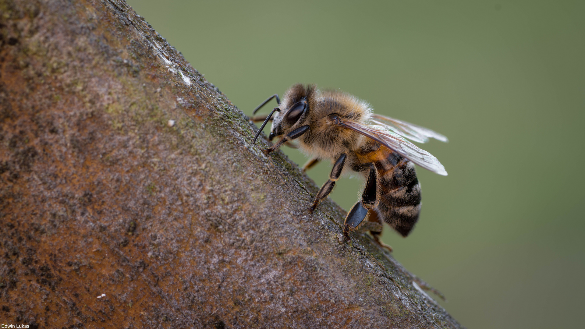 Garten Zaun Bienchen