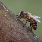 Garten Zaun Bienchen