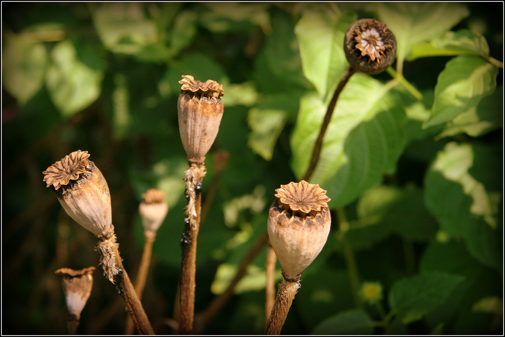 garten - zeiten...