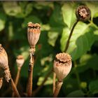 garten - zeiten...