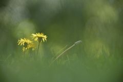 garten_2024_09_05_00027225_Pflanzen