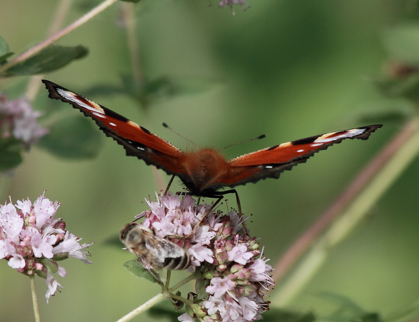 Gartenadler kurz vorm Start