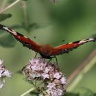 Gartenadler kurz vorm Start