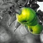 Gartenäpfel