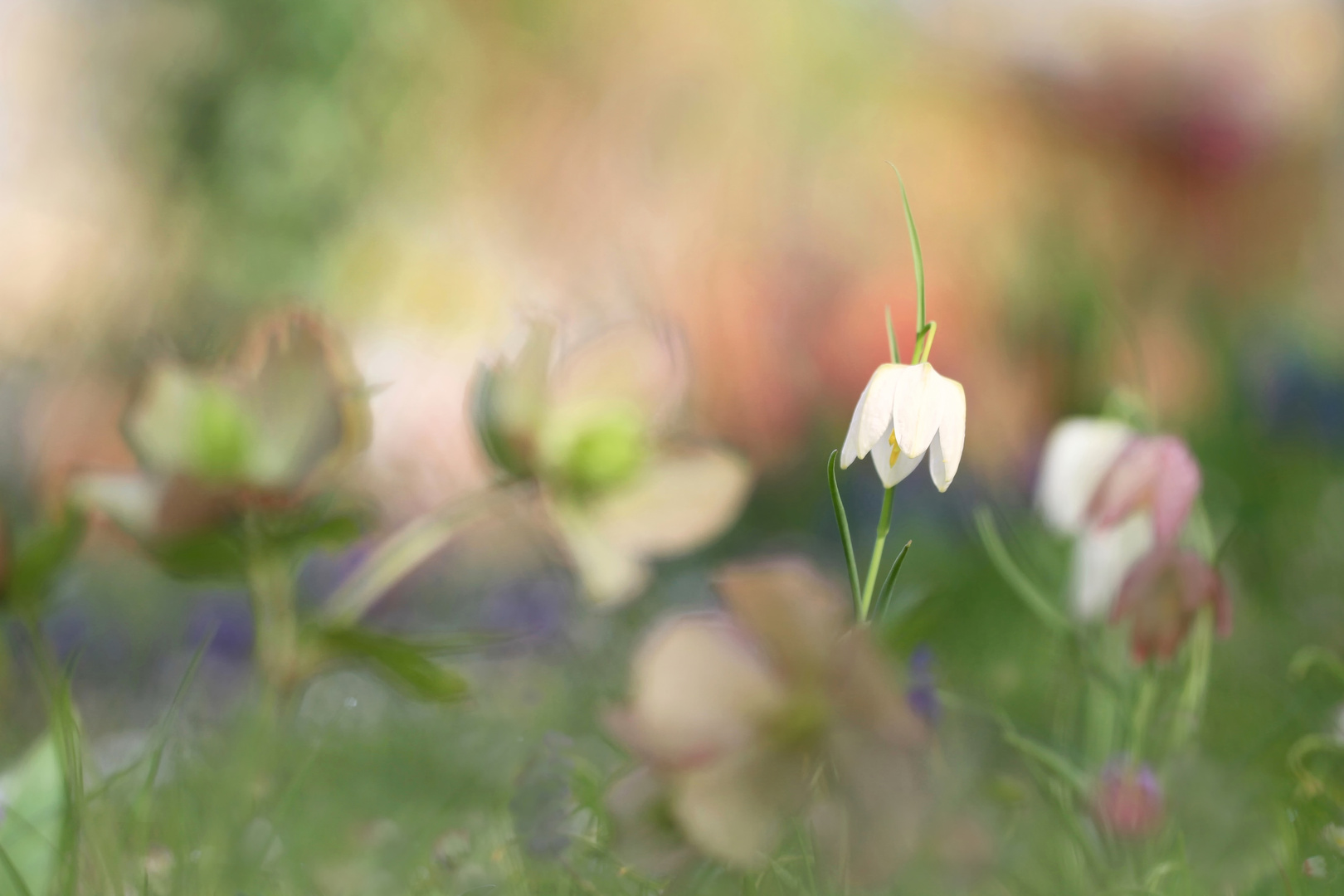 Gartenallerlei