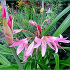 Gartenamaryllis