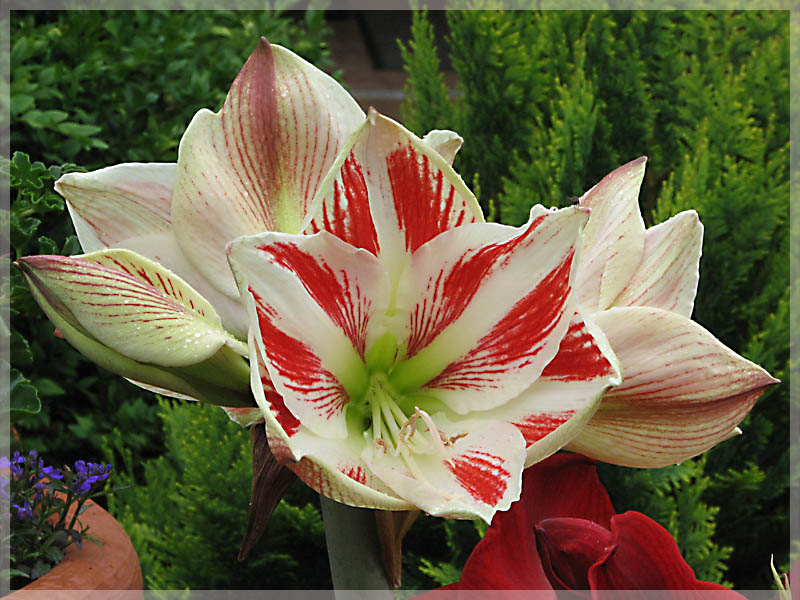 Gartenamaryllis (Ritterstern) (2)