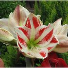 Gartenamaryllis (Ritterstern) (2)