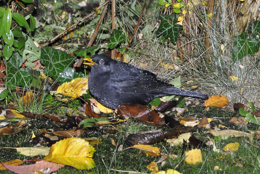 Gartenamsel