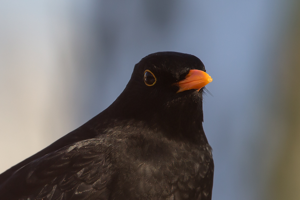 Garten_AMSEL_Mann