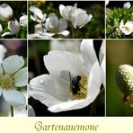 Gartenanemone 1