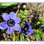 **Gartenanemone**