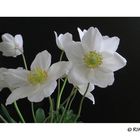 Gartenanemone 2