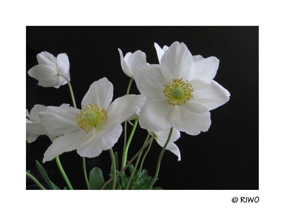 Gartenanemone 2