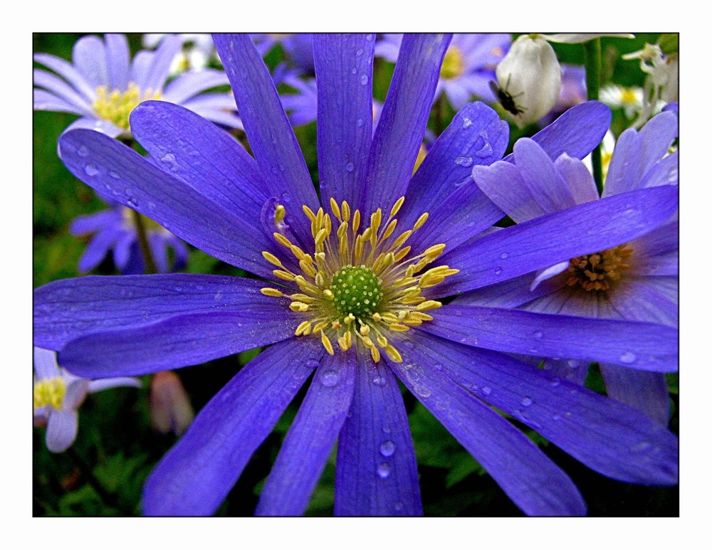 Gartenanemone