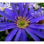 Gartenanemone