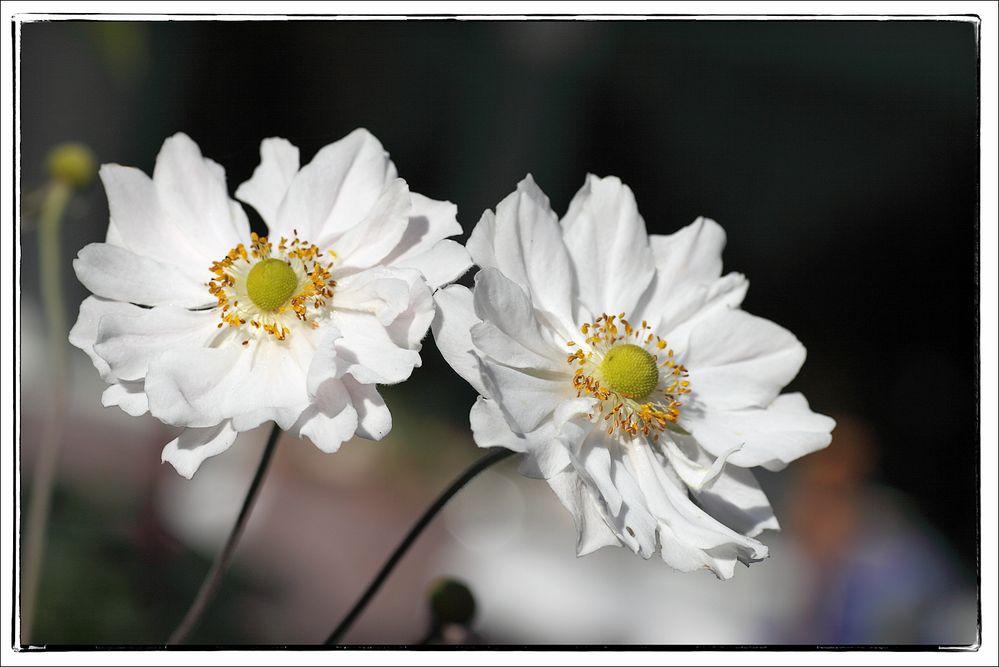 Gartenanemone