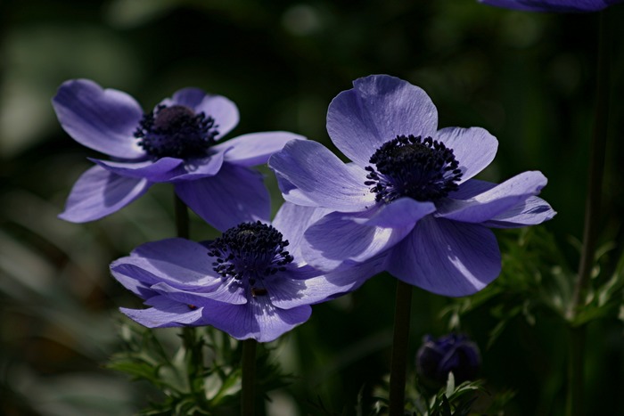 Gartenanemone