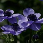 Gartenanemone