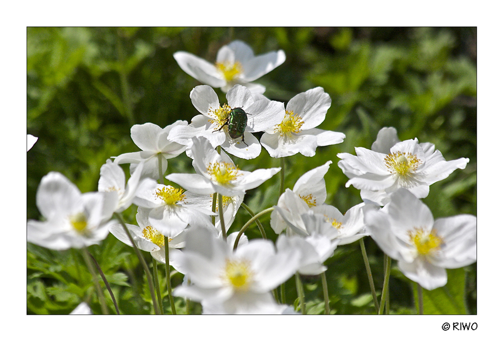 Gartenanemone.................