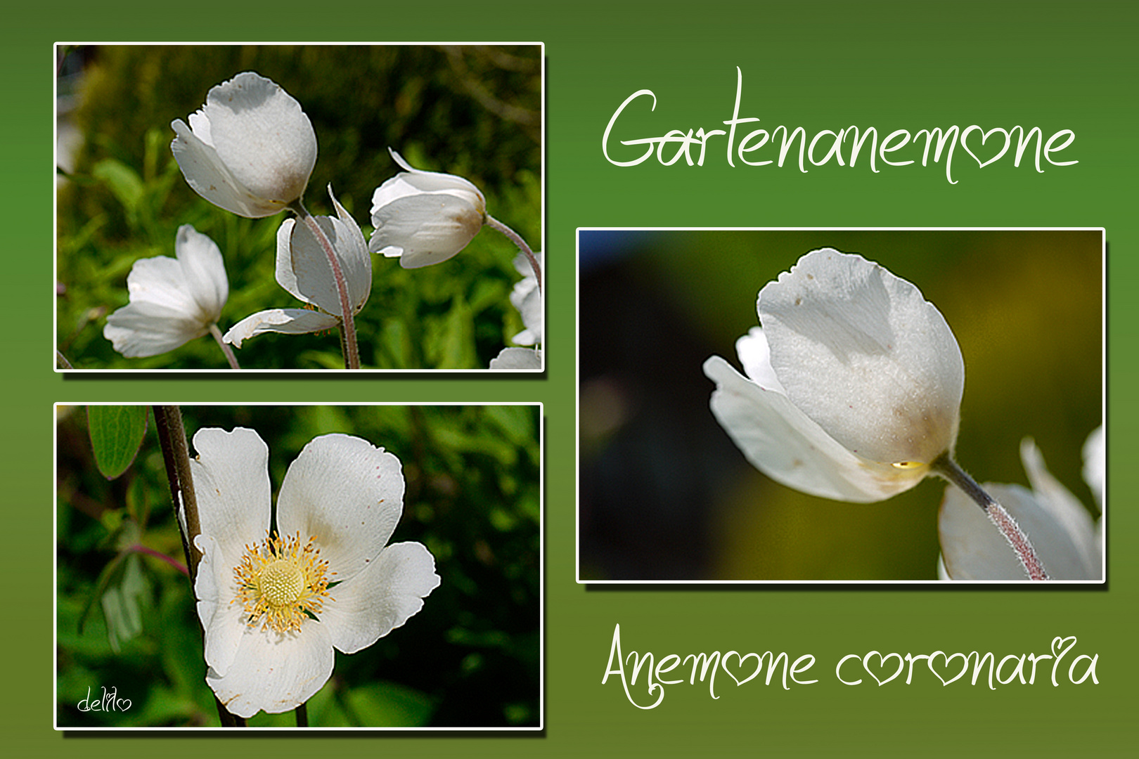 Gartenanemonen