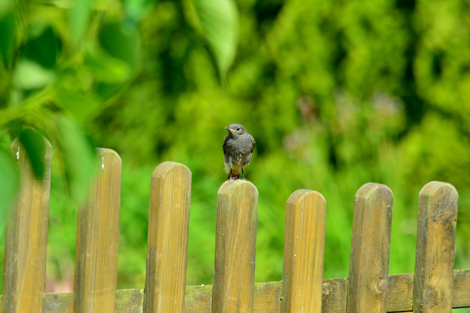 Gartenarbeit 1