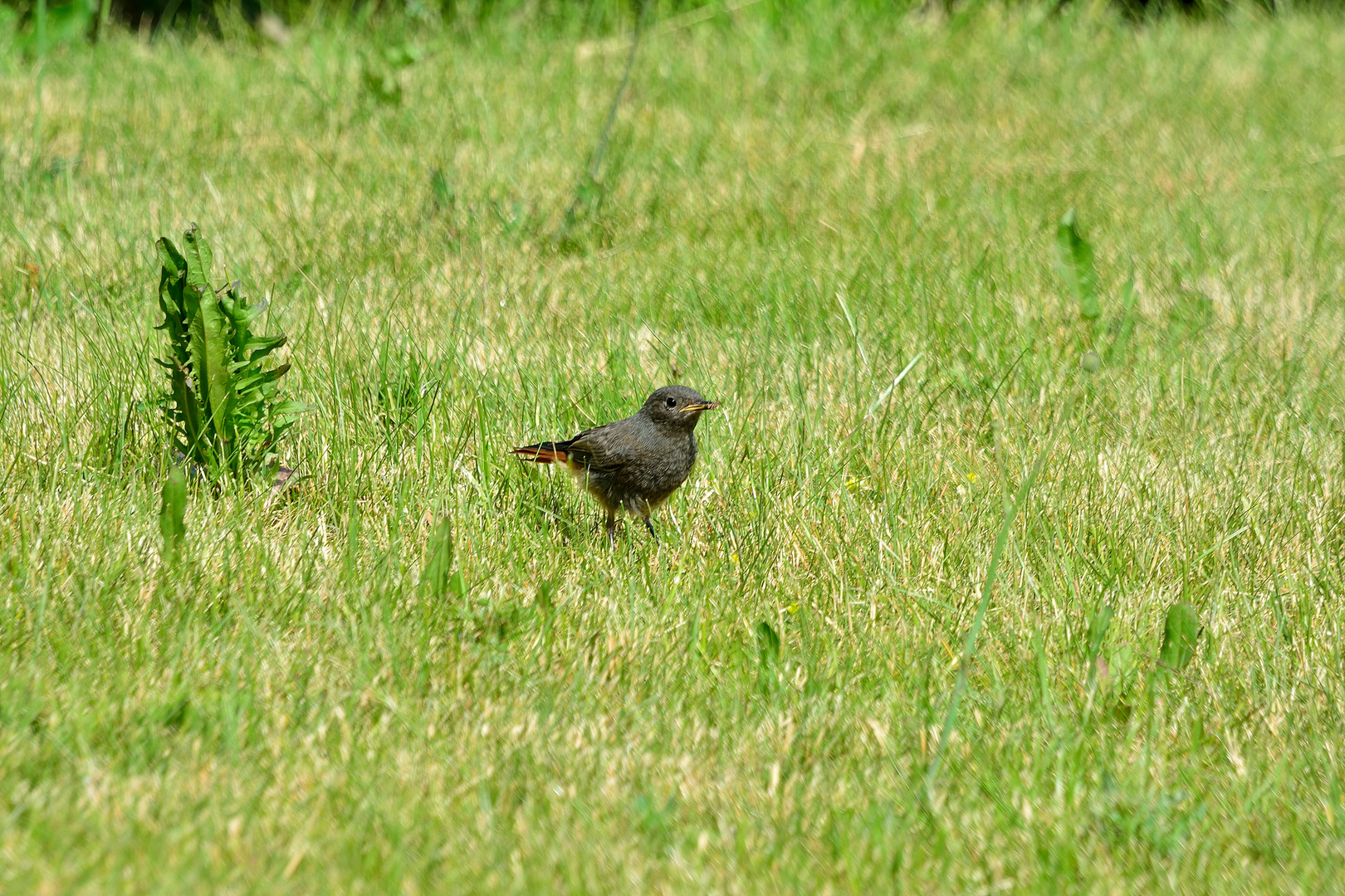 Gartenarbeit 2