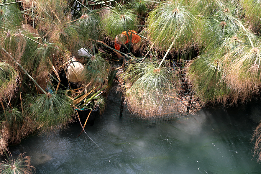 Gartenarbeit im Wasser