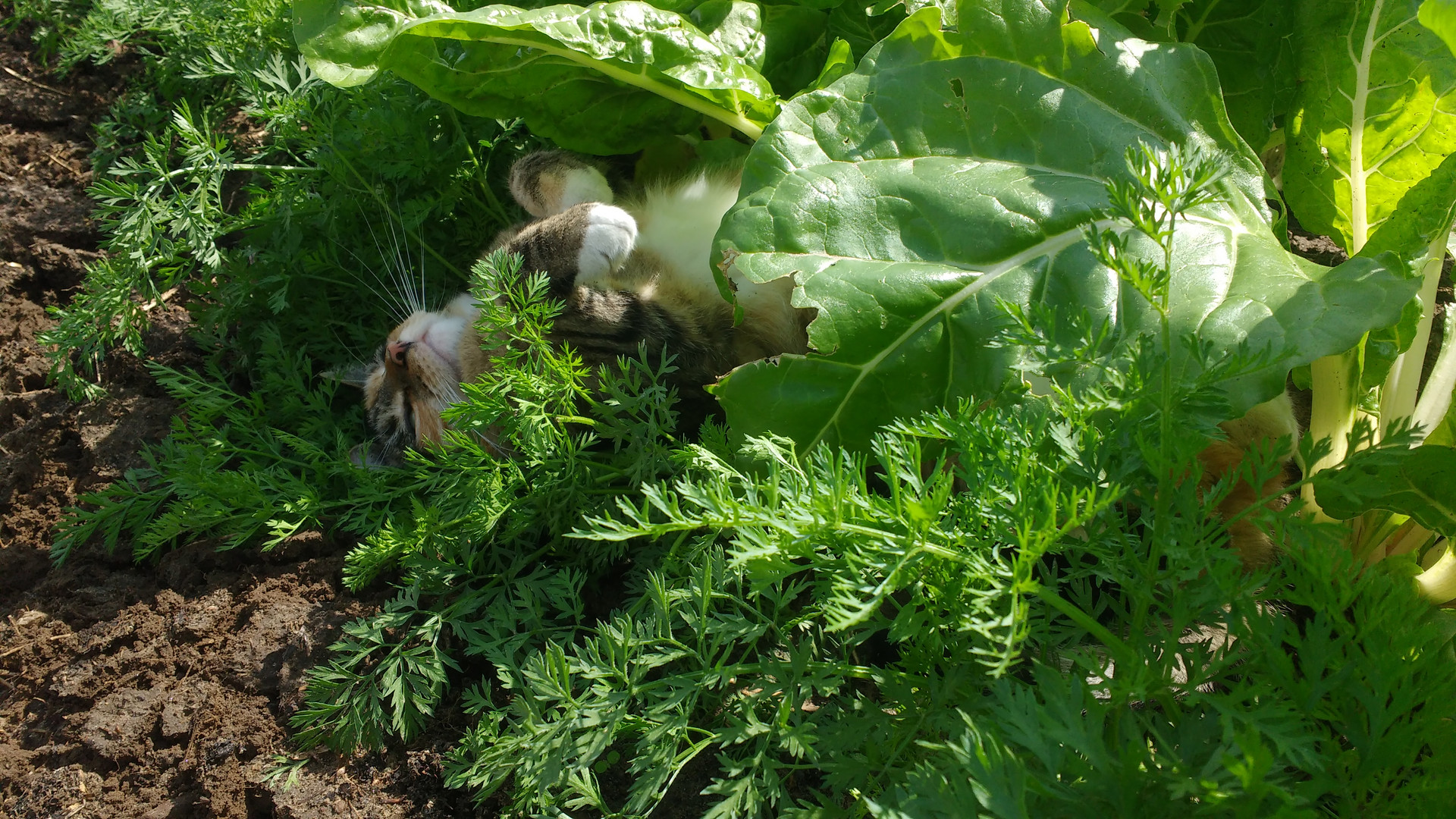 Gartenarbeit ist beendet