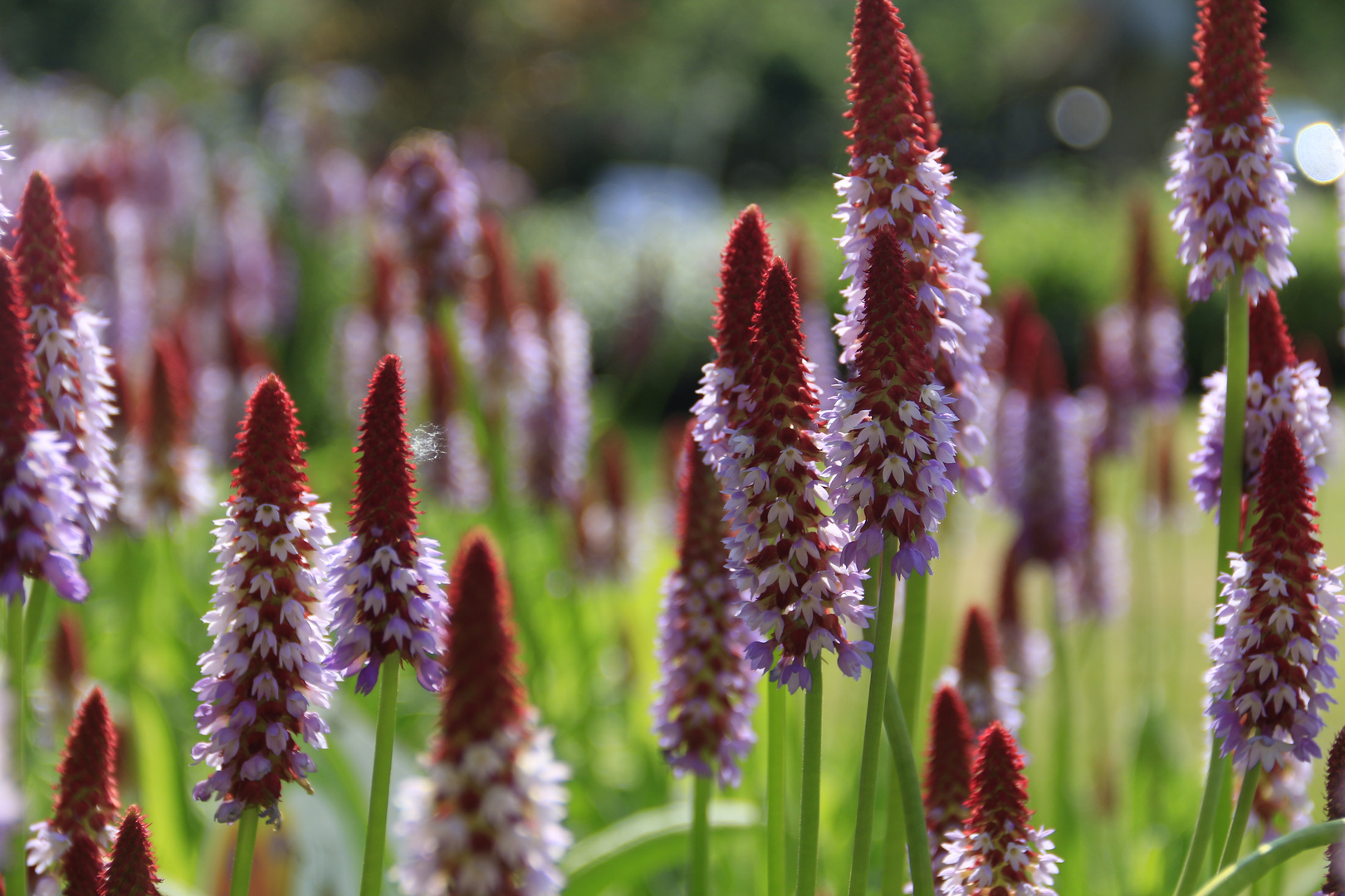 Gartenausstellung