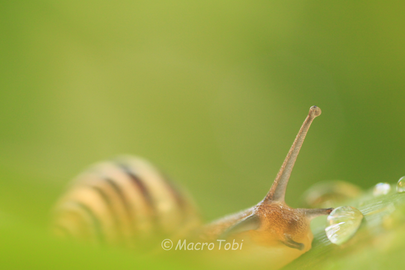 Gartenbänderschnecke