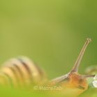 Gartenbänderschnecke