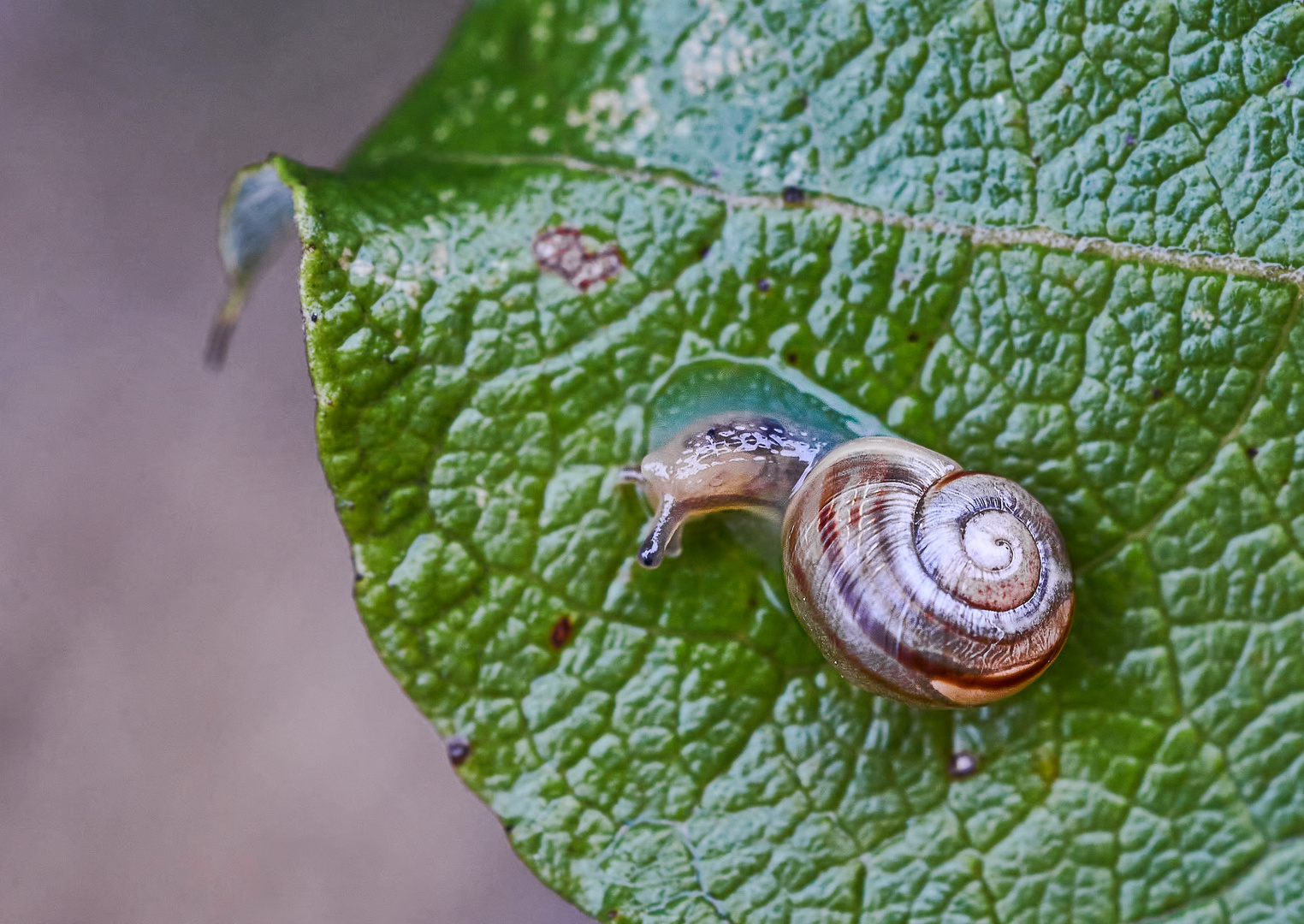 Gartenbänderschnecke 