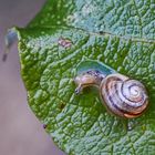 Gartenbänderschnecke 