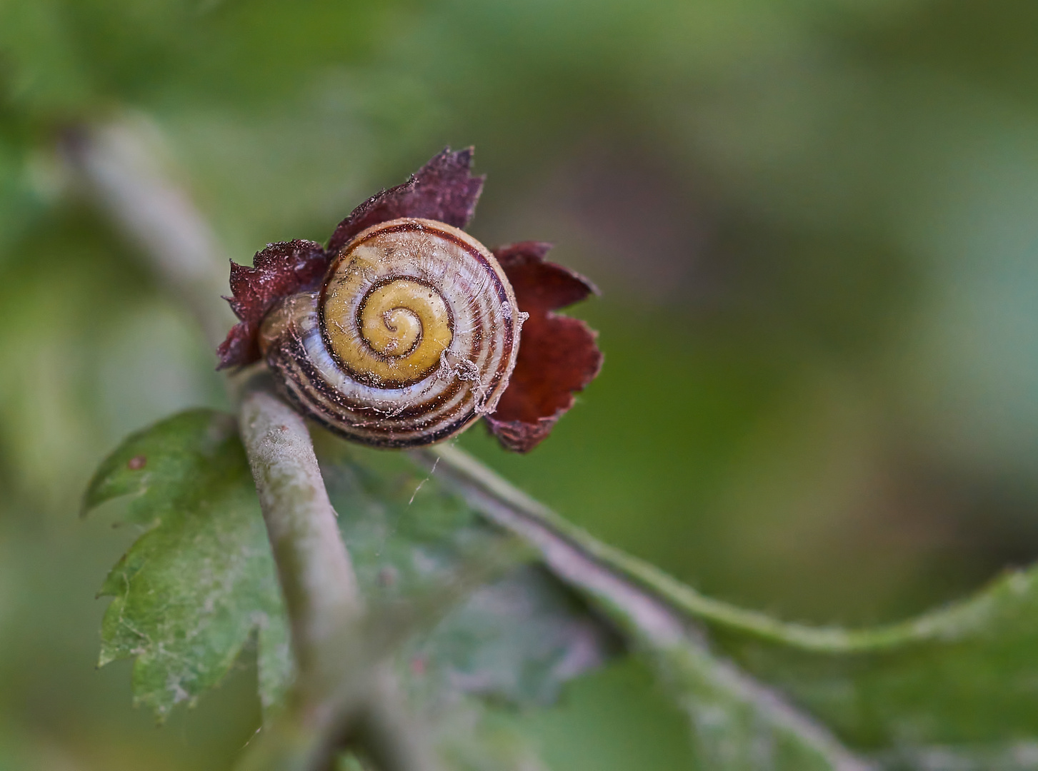 Gartenbänderschnecke