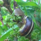 Gartenbänderschnecke