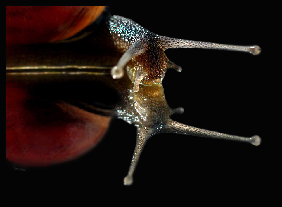 Gartenbänderschnecke