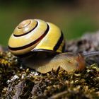 Gartenbänderschnecke