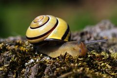 Gartenbänderschnecke