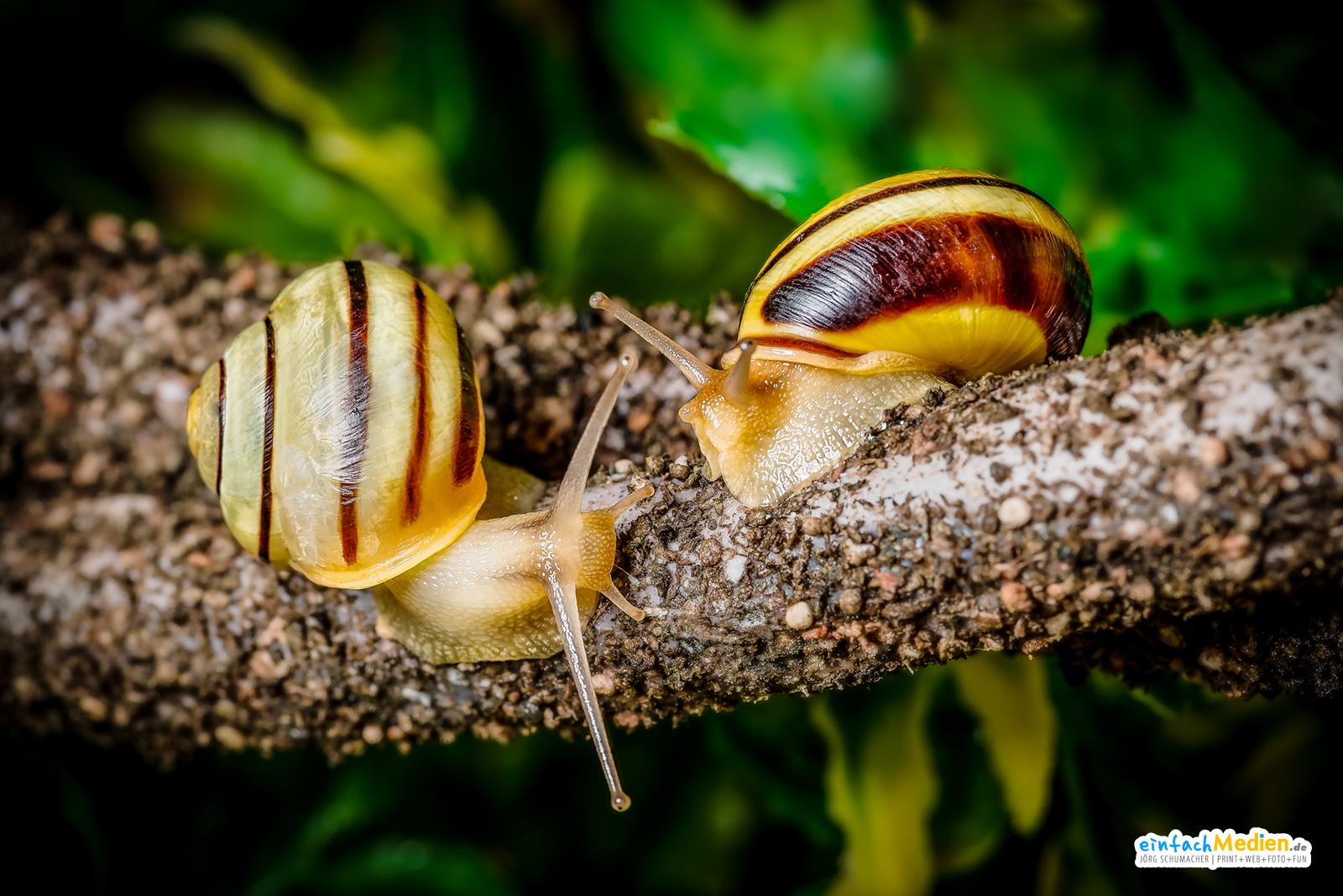 Gartenbänderschnecke (Cepaea hortensis) | Garden snail