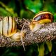 Gartenbnderschnecke (Cepaea hortensis) | Garden snail