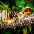 Gartenbänderschnecke (Cepaea hortensis) | Garden snail