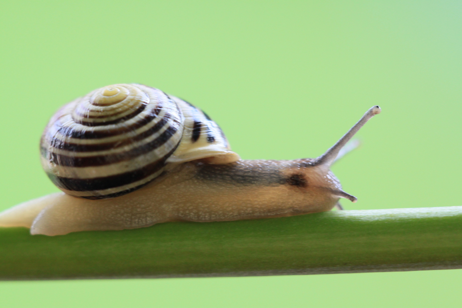 Gartenbänderschnecke1