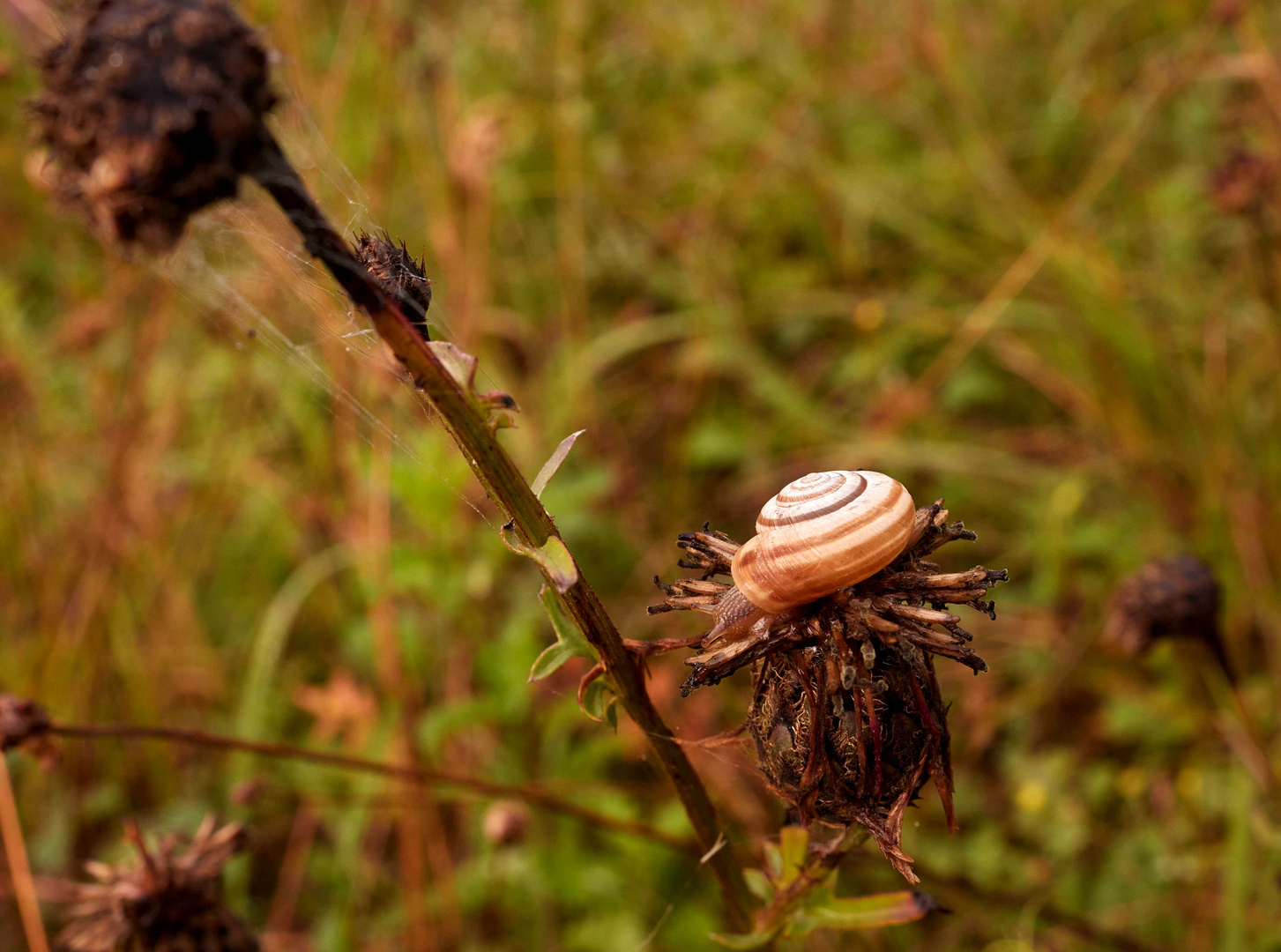 Gartenbandscnecke