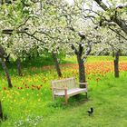 Gartenbank im Frühling